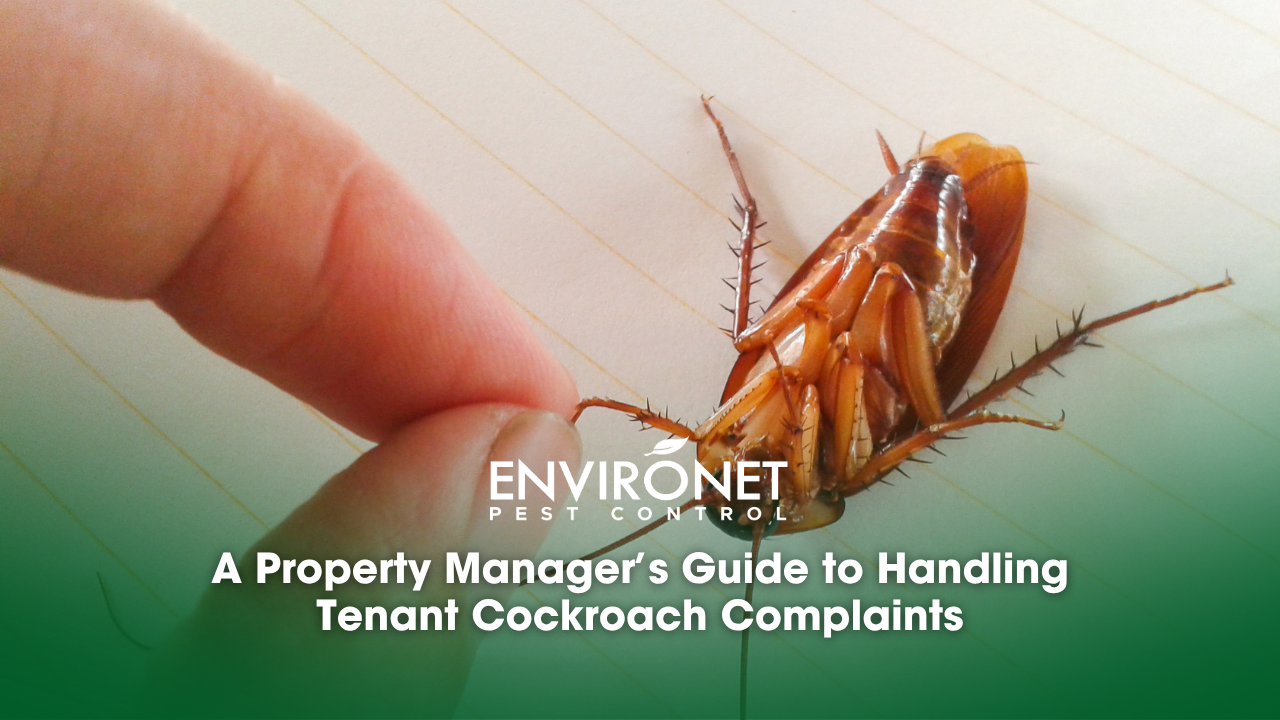 a hand handling a dead cockroach