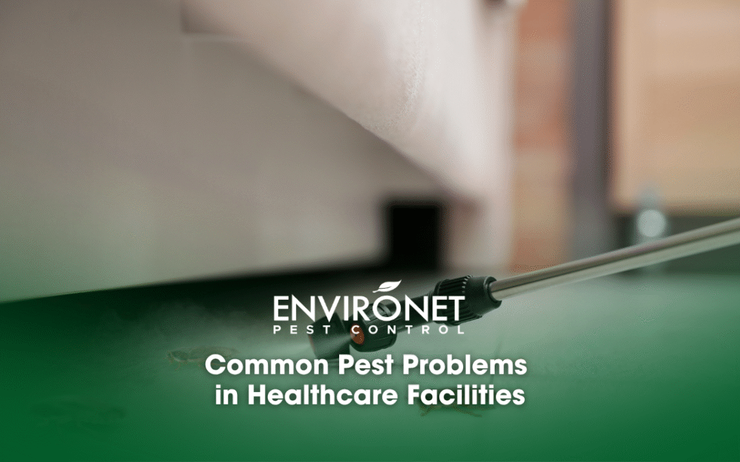 Common Pest Problems in Healthcare Facilities