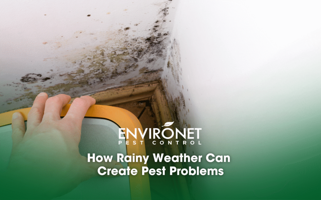 How Rainy Weather Can Create Pest Problems