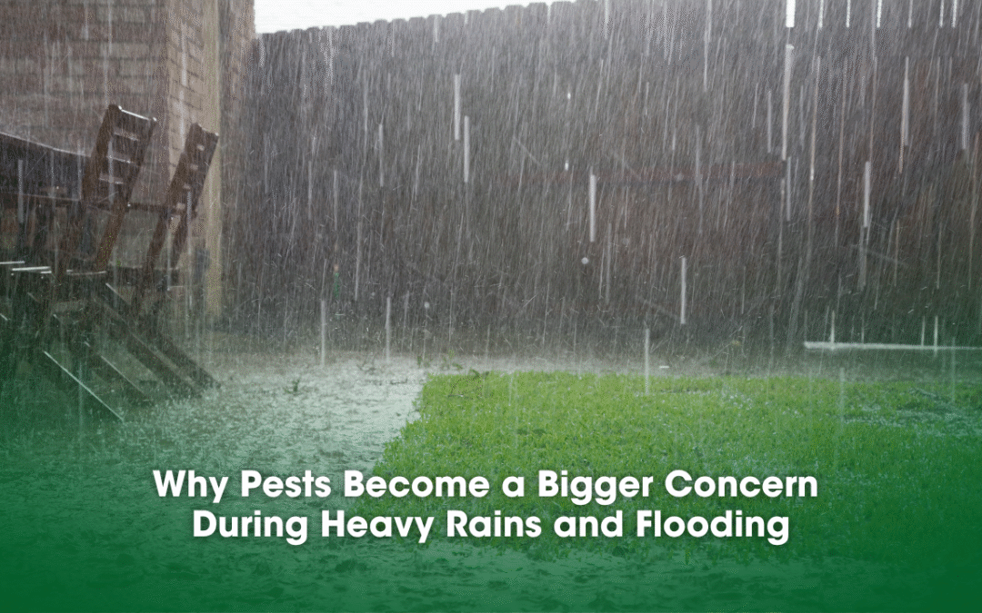 Why Pests Become a Bigger Concern During Heavy Rains and Flooding