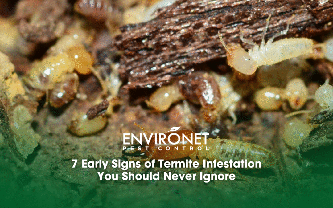 7 Early Signs of Termite Infestation You Should Never Ignore
