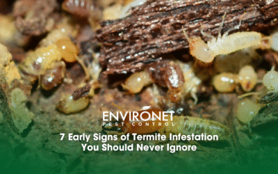 7 Early Signs of Termite Infestation You Should Never Ignore