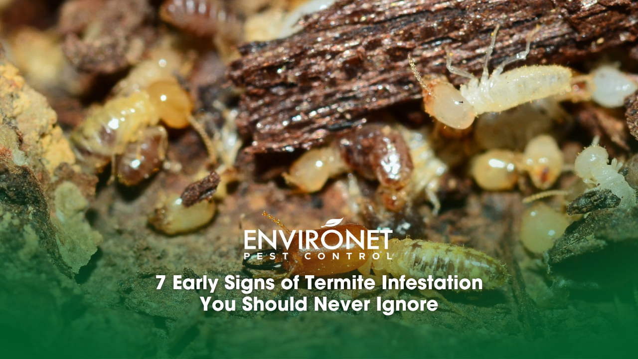 worker and nasute termites on decomposing wood