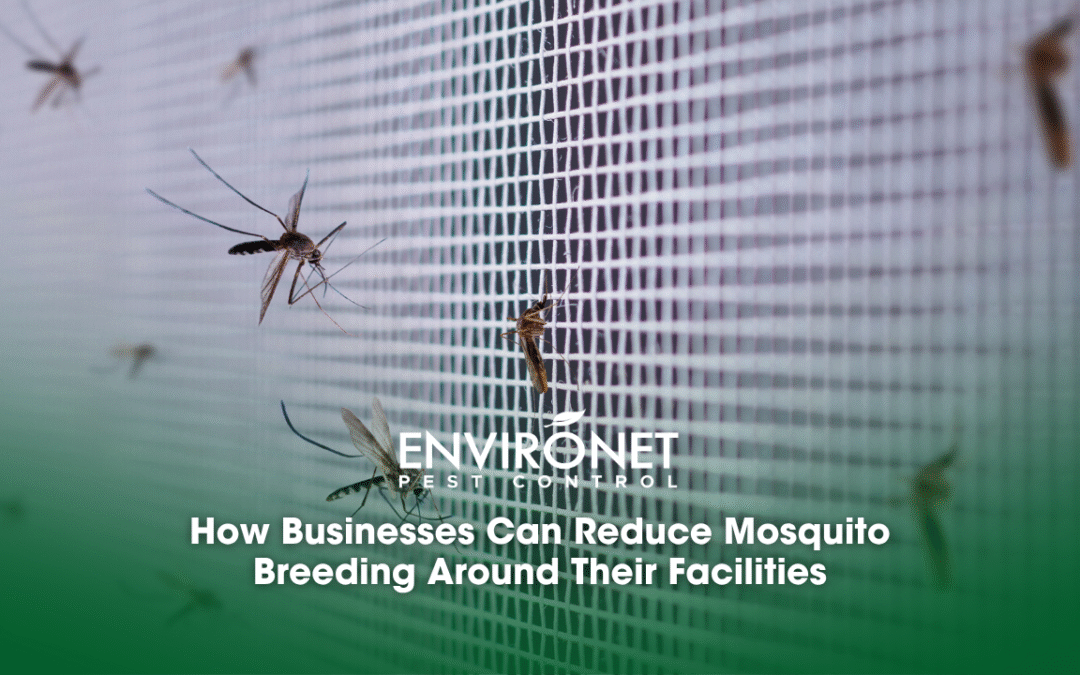 How Businesses Can Reduce Mosquito Breeding Around Their Facilities