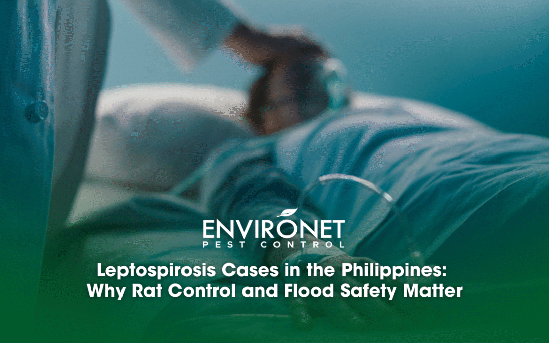 Leptospirosis Cases in the Philippines: Why Rat Control and Flood Safety Matter