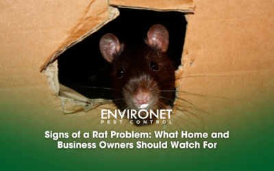 Signs of a Rat Problem: What Home and Business Owners Should Watch For