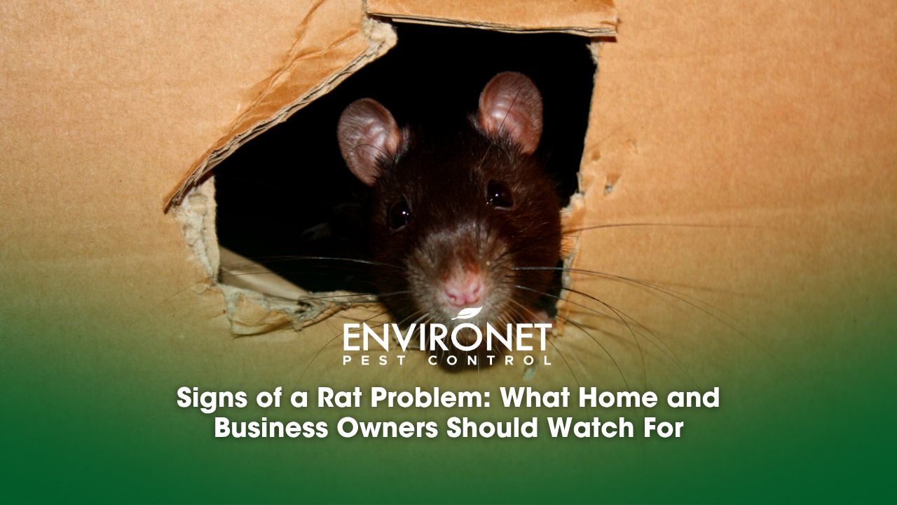 rat inside a carton