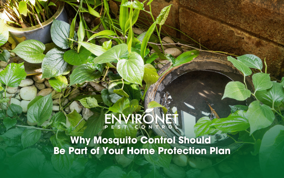 Why Mosquito Control Should Be Part of Your Home Protection Plan