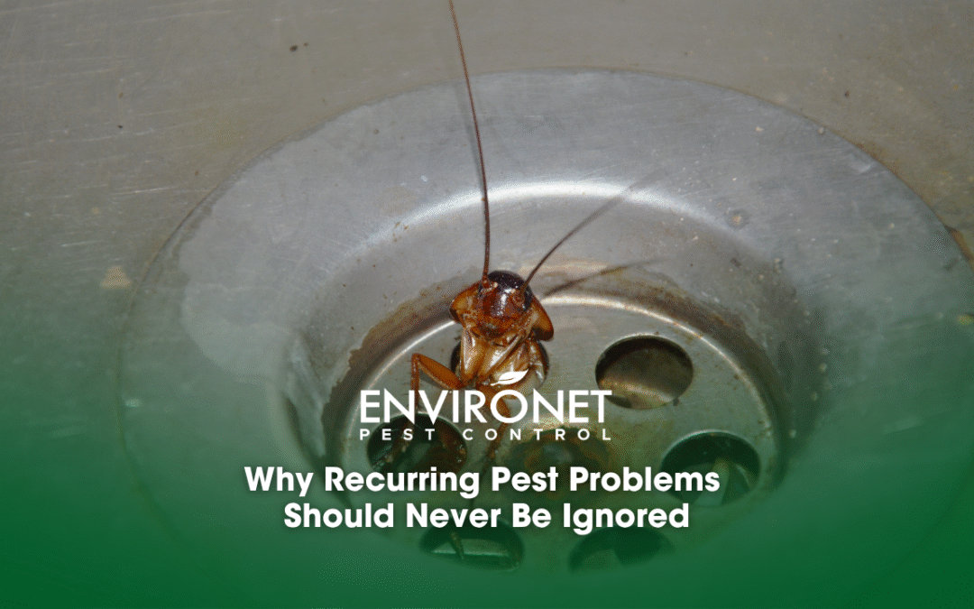 Why Recurring Pest Problems Should Never Be Ignored