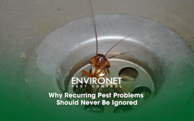 Why Recurring Pest Problems Should Never Be Ignored
