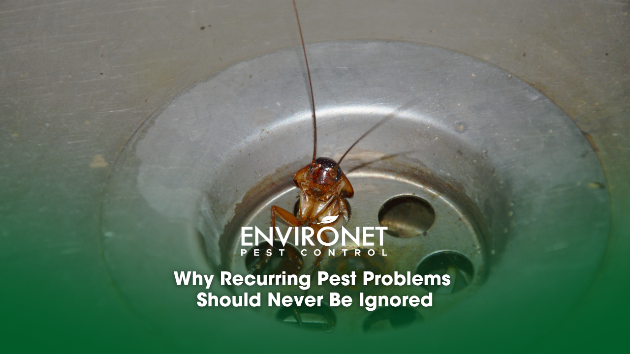 a cockroach trapped in a sink hole.