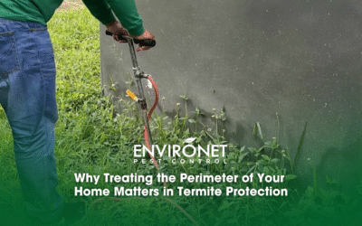 Why Treating the Perimeter of Your Home Matters in Termite Protection