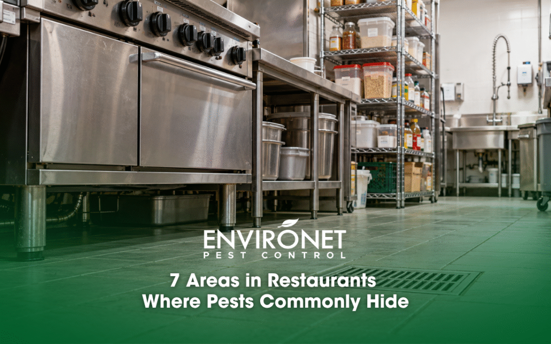 7 Areas in Restaurants Where Pests Commonly Hide