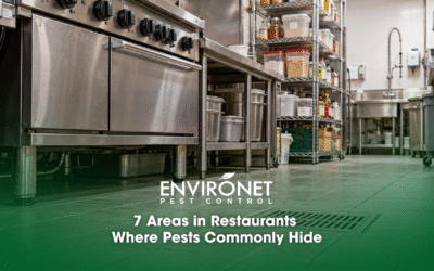 7 Areas in Restaurants Where Pests Commonly Hide
